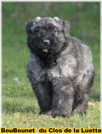 bouvier des flandres photo chiot - Elevage Clos Luette - COPYRIGHT DEPOSE